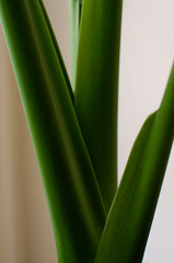 Fototapeta premium Stems of Colocasia or Elephant ears plant
