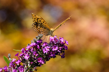 Farfalla Parco Sigurtà