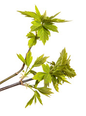 Maple tree branch with leaves on an isolated white background. Sprout. - 341346717