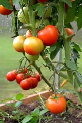 Beautiful ripe red and green organic tomatoes in a greenhouse in the garden. Close up, macro view.