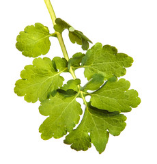 Celandine plant on an isolated white background. Healing grass. © Юлия Буракова
