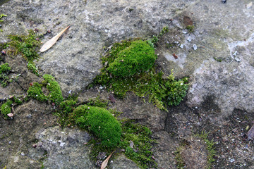 green moss on stone tiles during the day