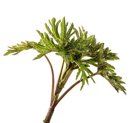 young peony sprouts on an isolated white background.