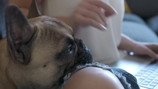 French Bulldog Sitting On Sofa at Home Whilst She Works On Computer