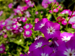 Obraz premium Close up of pink and white Phlox flowers