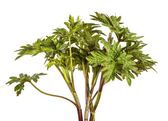 Fototapeta premium young peony sprouts on an isolated white background.