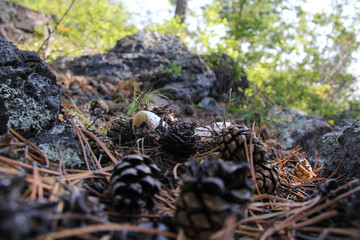 Mushroom in Sibieian forest