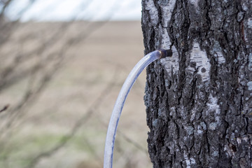 Collecting juice from birch tree in the  spring. Extraction of birch SAP. The sap flows through a...