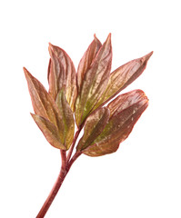 Obraz premium young burgundy peony leaves on an isolated white background close-up