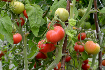 Beautiful ripe red and green organic tomatoes in a greenhouse in the garden. Close up, macro view.