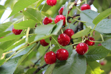 Red cherries with drops of water after the rain are lit by the sun. Natural summer macro background.  Hd wallpaper  nature wallpapers for desktop backgrounds.