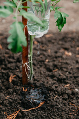 Drop watering garden from plastic bottle