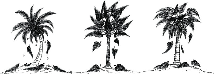 Vector drawing coconut palm tree black and white.