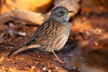 Dunnock, Prunella modularis, perched on the ground at the edge of a stream