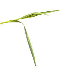 Fototapeta premium Green tulip flower bud with young leaves on an isolated white background.