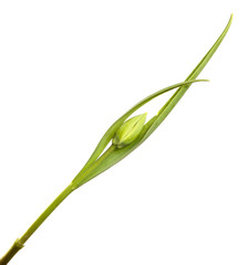 Green tulip flower bud with young leaves on an isolated white background.