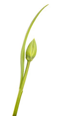 Fototapeta premium Green tulip flower bud with young leaves on an isolated white background.