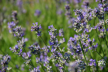 Beautiful lavender floral background.