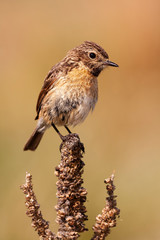 Female common stonechat, Saxicola rubicola, perched on a thistle. Leon, Spain