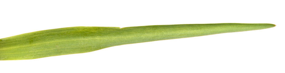 Green leaf of a tulip flower on an isolated white background.