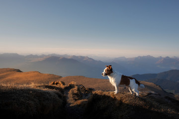 dog in the mountains. little jack russell on the background of rocks at sunset. . Hiking with a pet