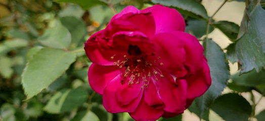 Obraz premium Close up of pink rose in sun in India