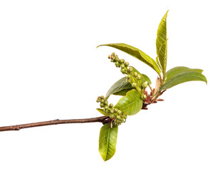 bird cherry tree branch with young leaves on an isolated white background.