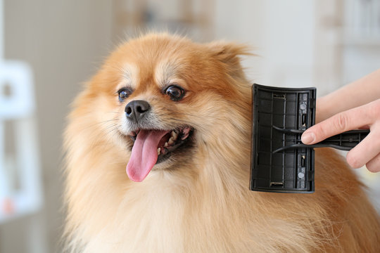 Female groomer taking care of cute dog in salon