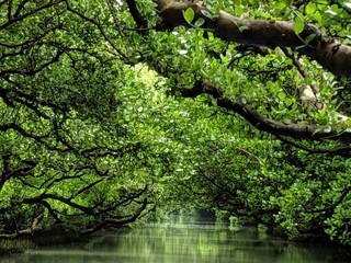 台湾のマングローブ1