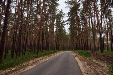 Obraz premium Coniferous and mixed forest. The road through the forest. Beautiful tall green trees