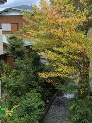 近所にやってきた秋