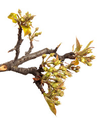 pear tree branch with inflorescences on an isolated white background.