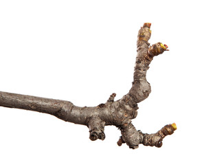 Dry branch of a fruit tree on an isolated white background. Snag.