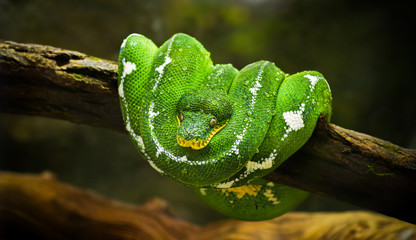A nice green snake on a branch.