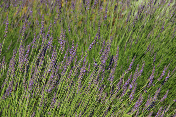Beautiful lavender floral background.