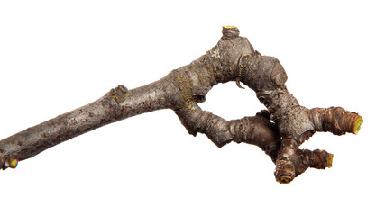 Dry branch of a fruit tree on an isolated white background. Snag.