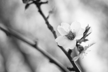 Blooming tree flower closeup, b w photo.