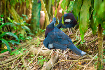 Unusual crowned dove in a green park cleans feathers. Beauty of nature. Bird watching