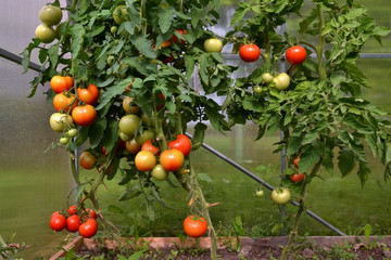 Beautiful ripe red and green organic tomatoes in a greenhouse in the garden. Close up, macro view.