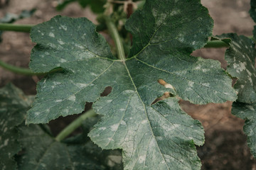 Big green leaf of zucchini close-up