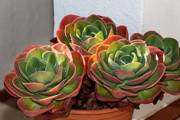 Planta crasa en forma de rosa.