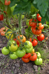 Beautiful ripe red and green organic tomatoes in a greenhouse in the garden. Close up, macro view.