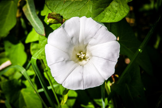 A beautiful, flawless, open white flower.