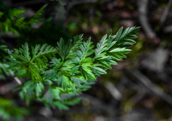 Green leaves of the plant in the forest