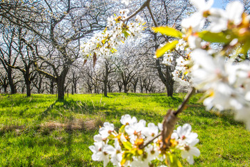 Landscape with blooming cherry tree orchard in Bohemian Paradise