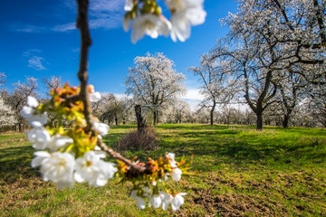 Landscape with blooming cherry tree orchard in Bohemian Paradise
