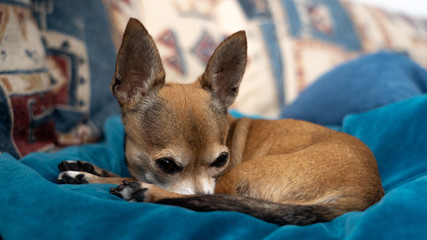 Chihuahua dog waking up from nap