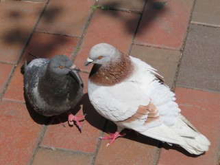 Two pigeons courting on a sidewalk