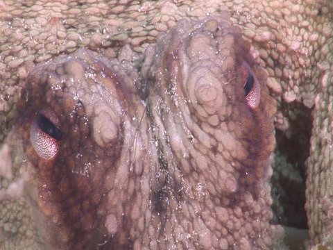 octopus scenery underwater ocean scenery close up