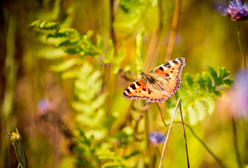 motyl